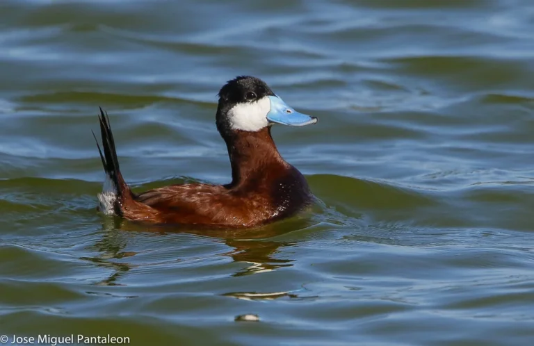10 Patos que viven en República Dominicana y Casi Nadie los Conoce